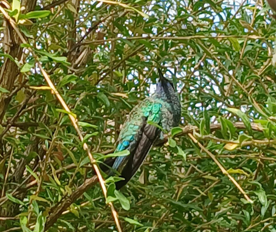Santuario de colibríes - Ensifera Ensifera-乌鲁班巴必去景点