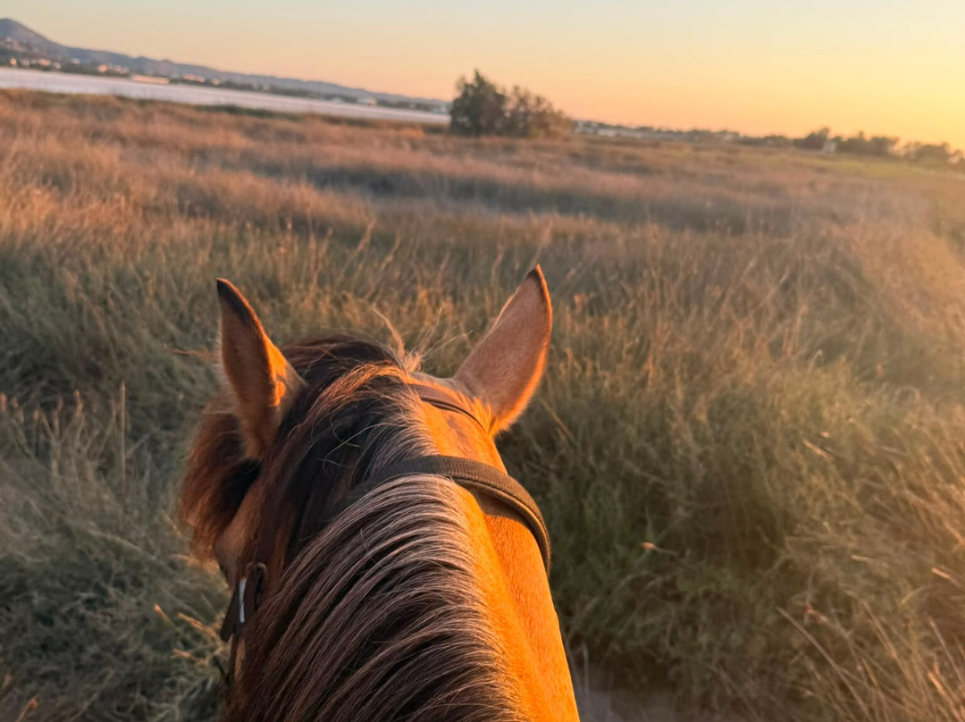 Erika's Horse Farm Kos-Marmari必去景点