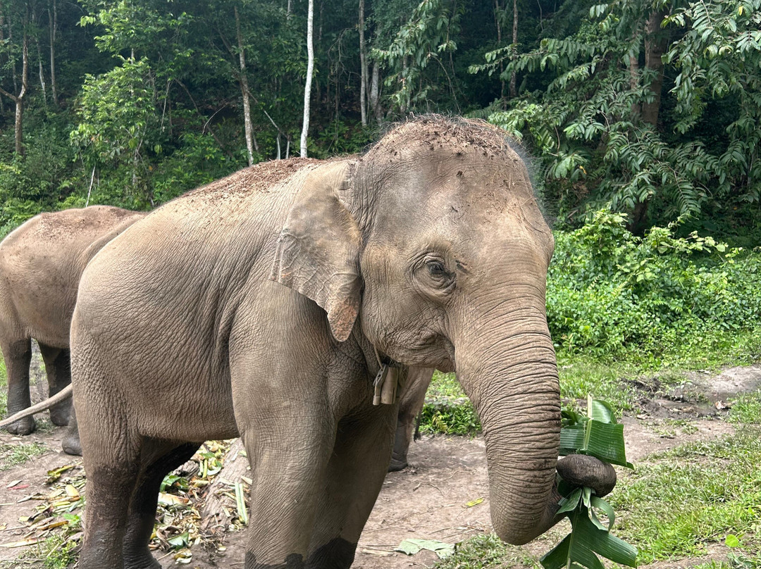 Blue Daily Elephant Care Sanctuary-清迈必去景点