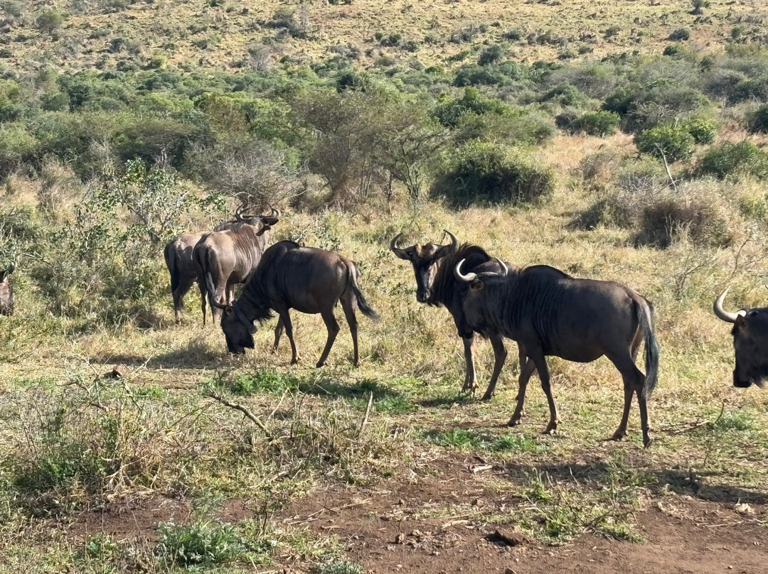 Hluhluwe - iMfolozi Park Wilderness Area-Hluhluwe Game Reserve必去景点