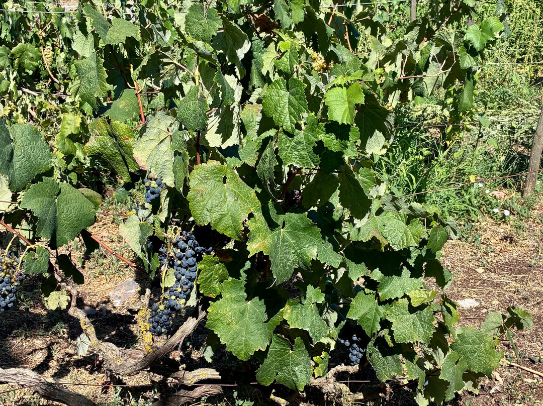 Winery Leivadiotis Corfu-Agios Matheos必去景点
