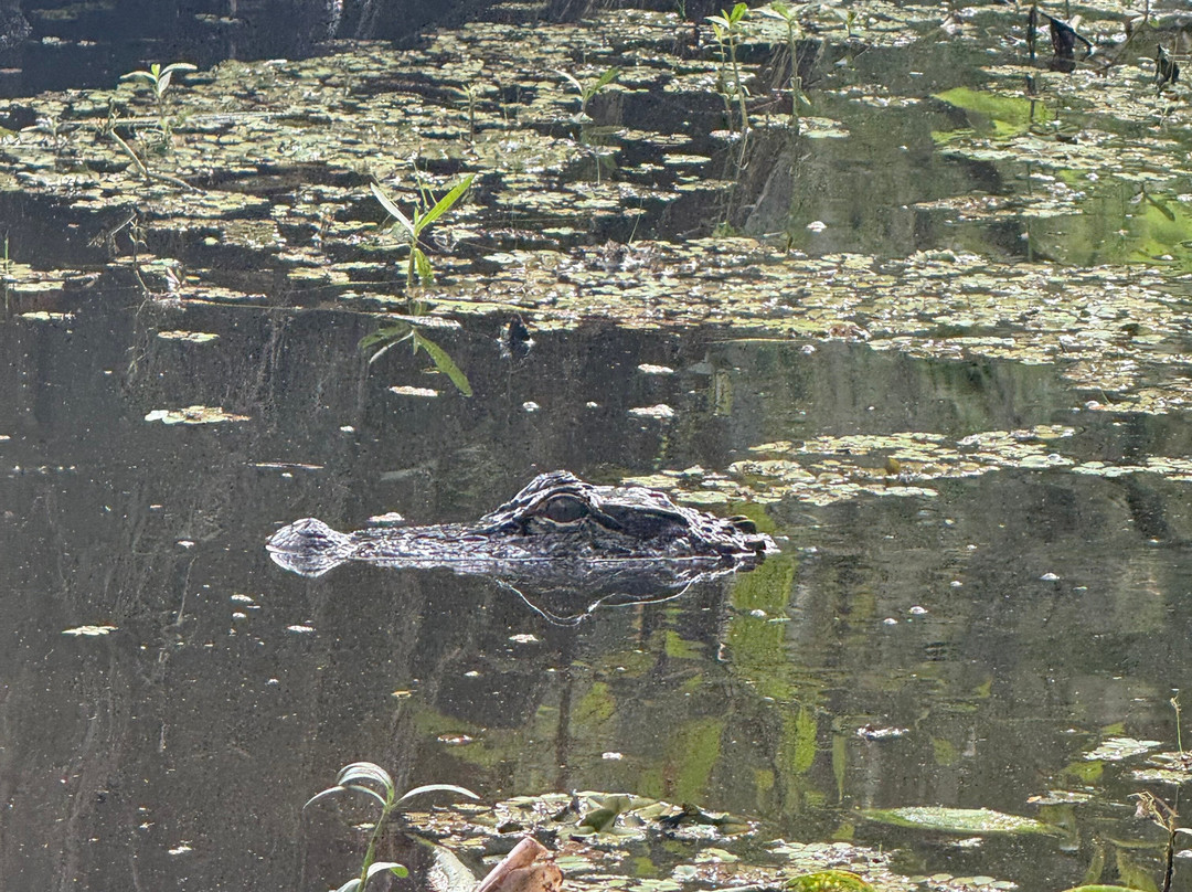 Louisiana Swamp Tours-布里奥克斯桥必去景点