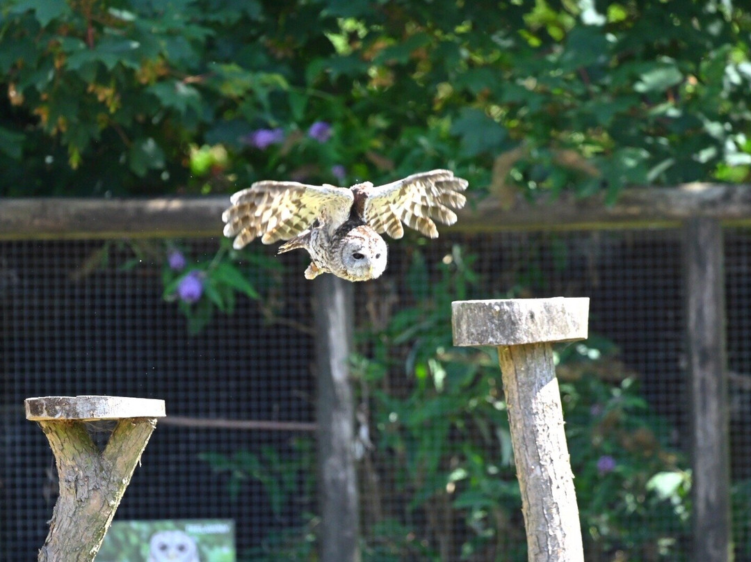 Screech Owl Sanctuary & Animal Park-St Columb Major必去景点