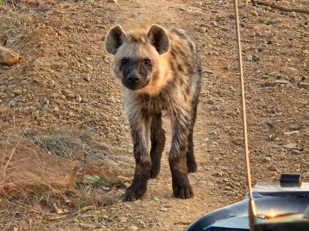 Rhino Africa Safaris-开普敦中心区必去景点