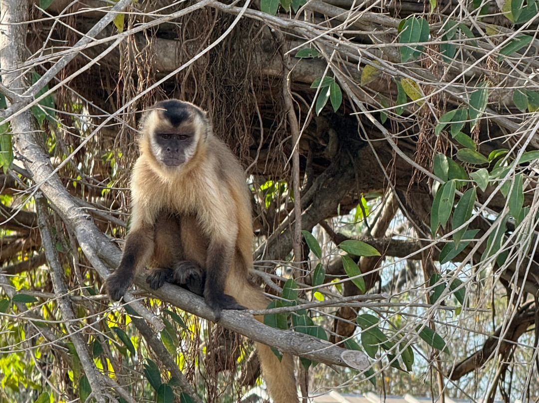 Wetland Jaguar Experience-波科内必去景点