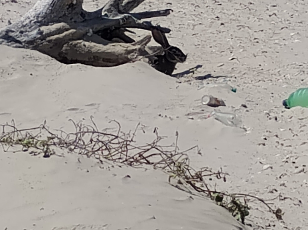 San Jose Island-阿兰瑟斯港必去景点