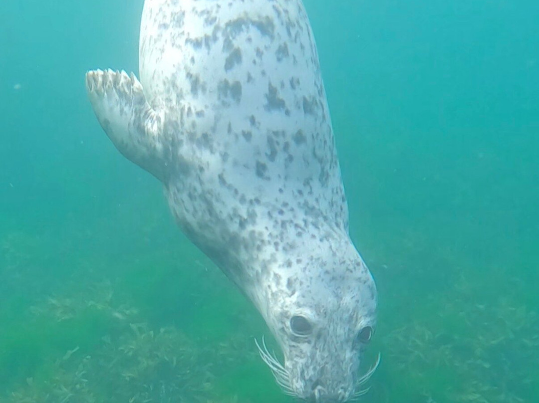 SkyeXplorer Boat Trips Puffins & Whales)-Staffin必去景点