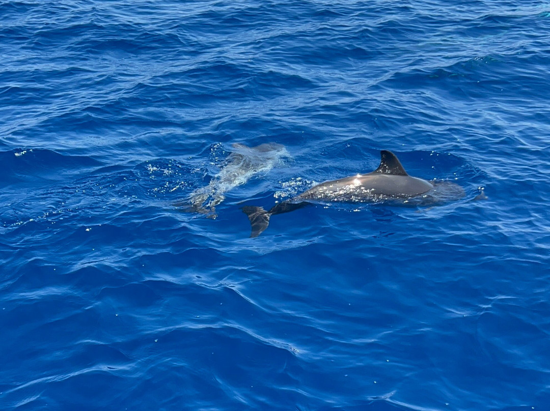 Jonian Dolphin Conservation-塔兰托必去景点