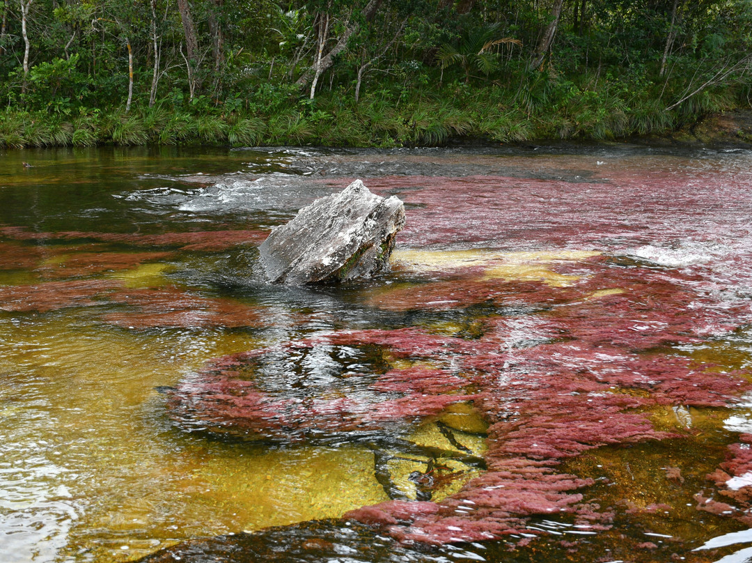 Cano Cristales-La Macarena必去景点
