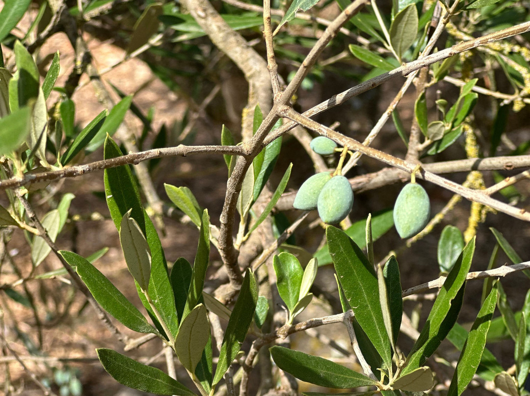 Olive Grove Casa Limbella-Algaida必去景点