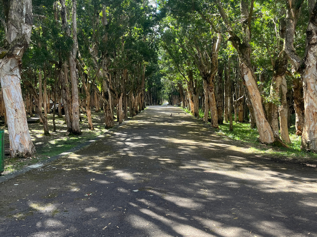 Taxi Mauritius Transfer-博巴森-荷津必去景点