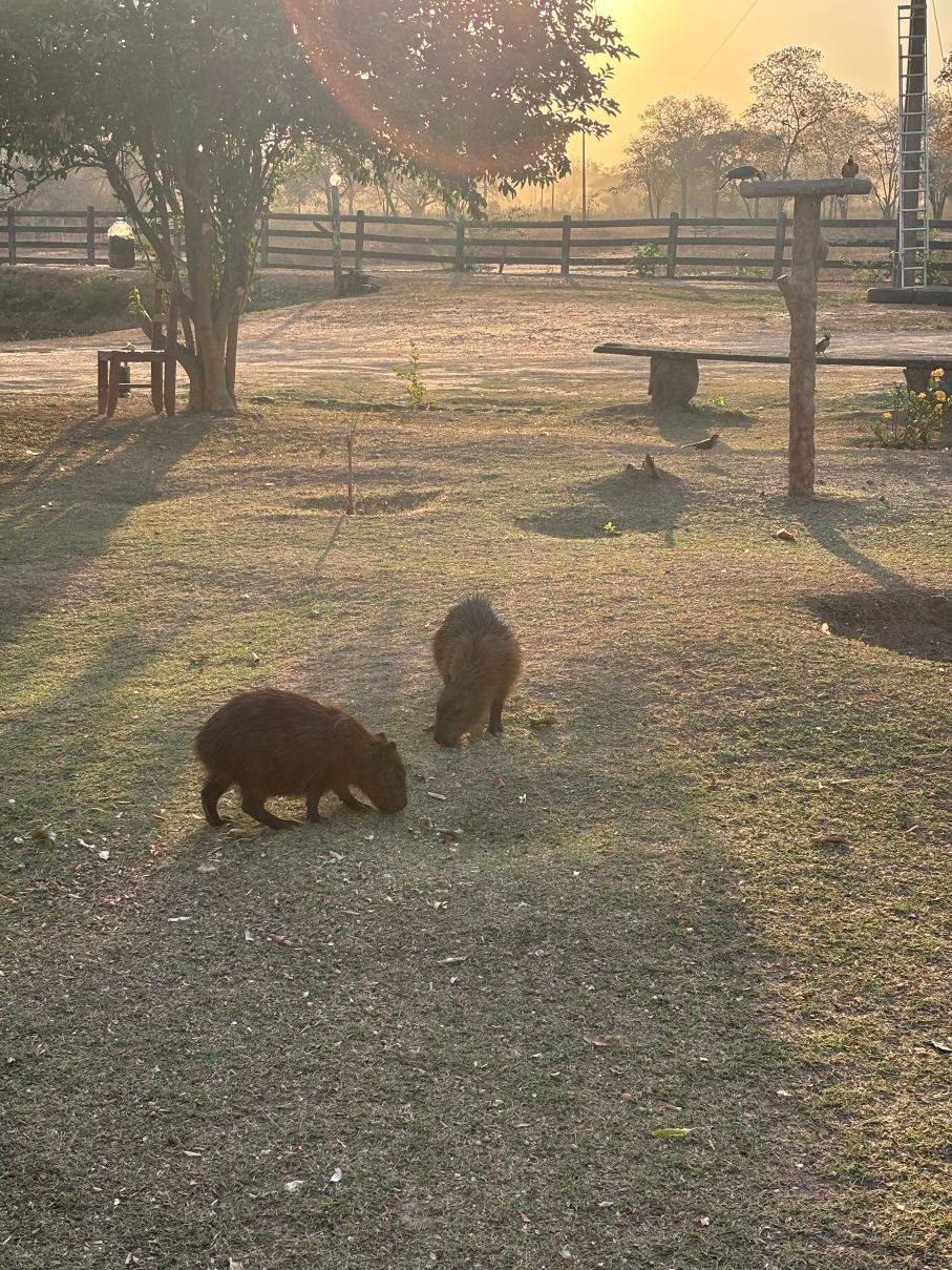 Hotel Ueso Pantanal-旅行者