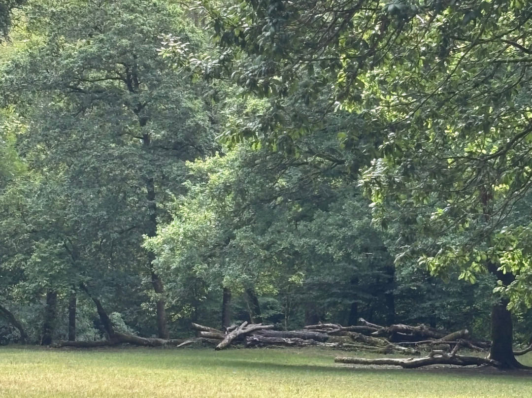 Plymbridge Woods-普利茅斯必去景点