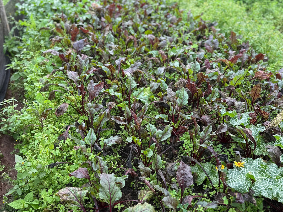 Agroecologia Ferrari-Arroio do Meio必去景点