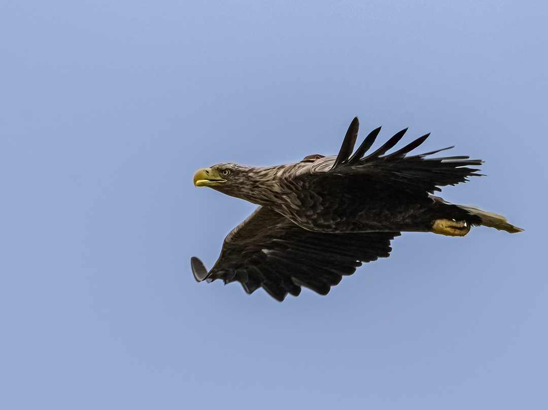 Birds Of Poole Harbour Events-普尔必去景点
