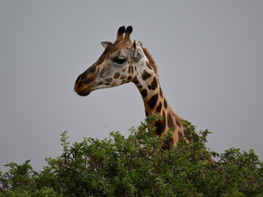 Rwizi Africa Expeditions-坎帕拉必去景点