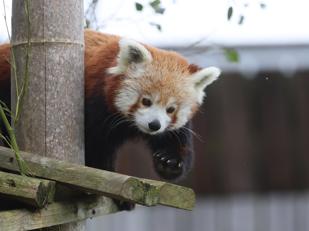 Welsh Mountain Zoo-科尔温湾必去景点