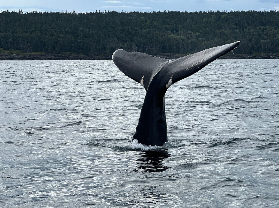Adventure Bay Whale Watch Co.-Tiverton必去景点