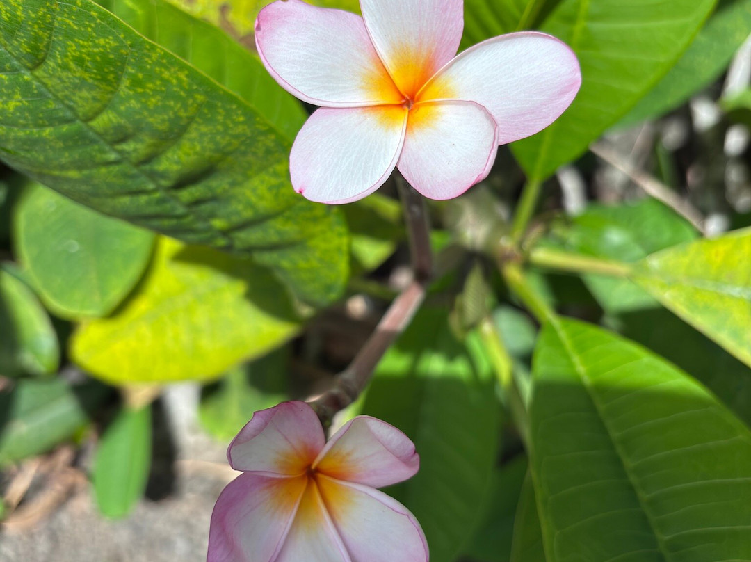 Limahuli Garden and Preserve-哈纳雷伊必去景点