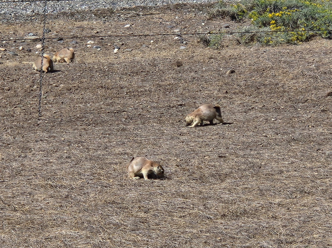 Greycliff Prairie Dog Town State Park-Greycliff必去景点
