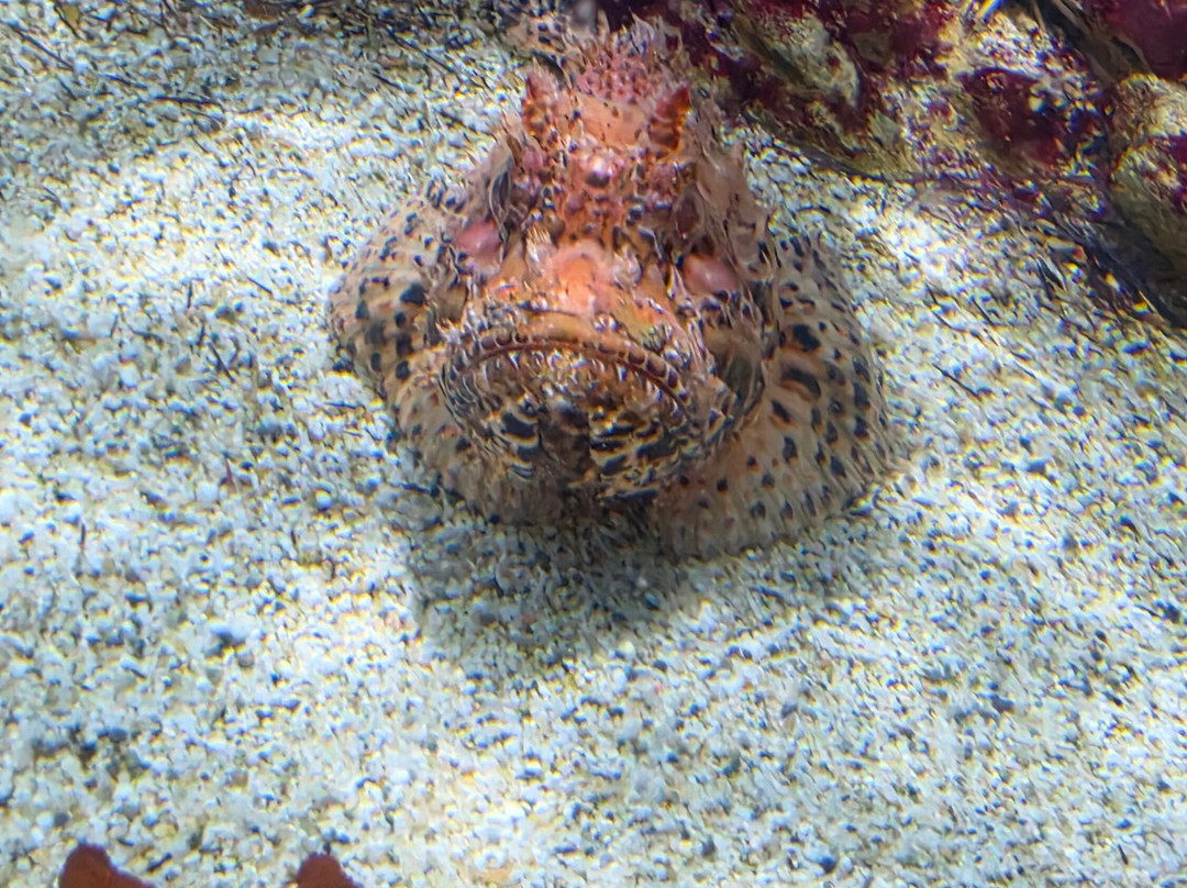 Aquaworld Aquarium & Reptile Rescue Centre-赫索尼索斯必去景点