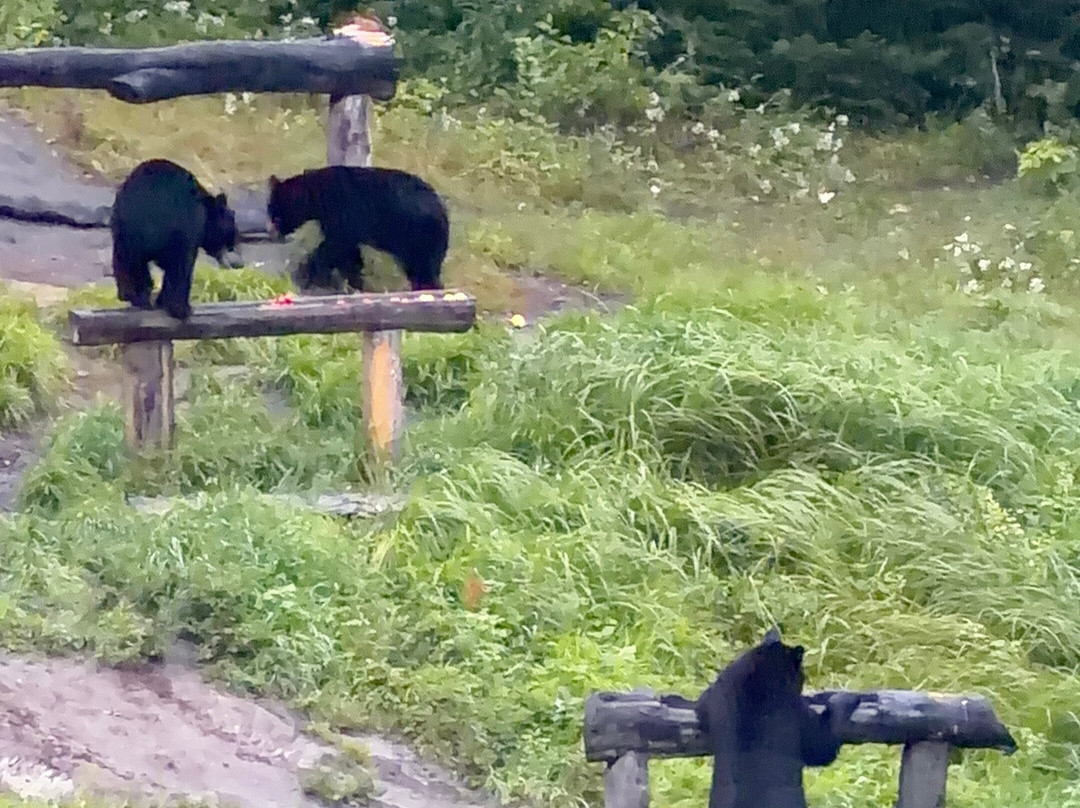 Observation de l'Ours Noir-Sacré-Coeur-Saguenay必去景点