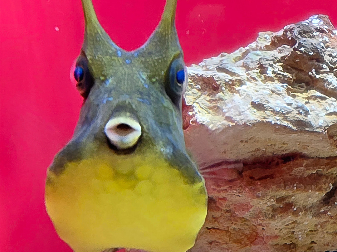 Two Oceans Aquarium-开普敦中心区必去景点