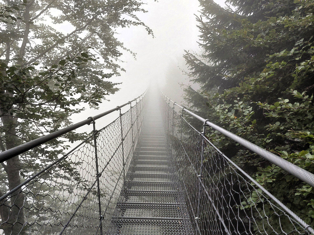 Ponte "Avis''