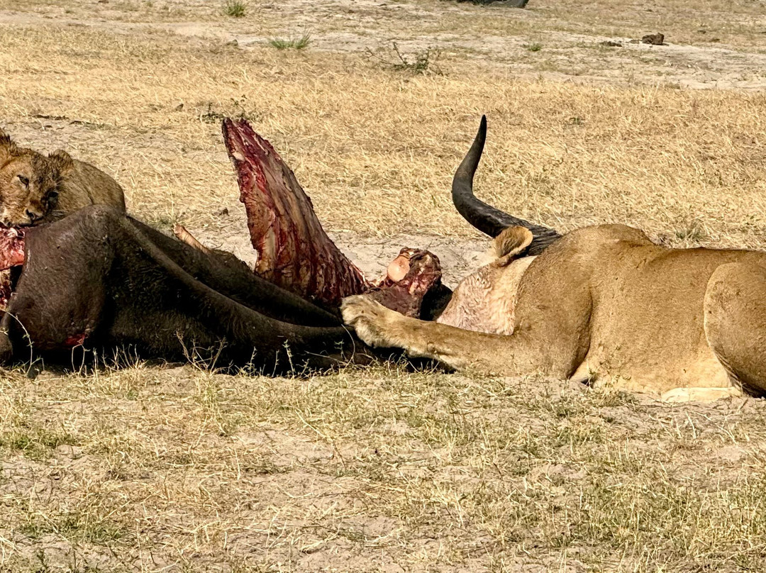 Africa's Best Adventures-开普敦必去景点