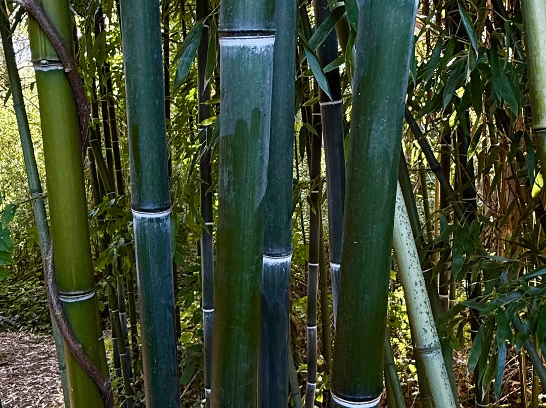 Jungle Garden-Eu必去景点