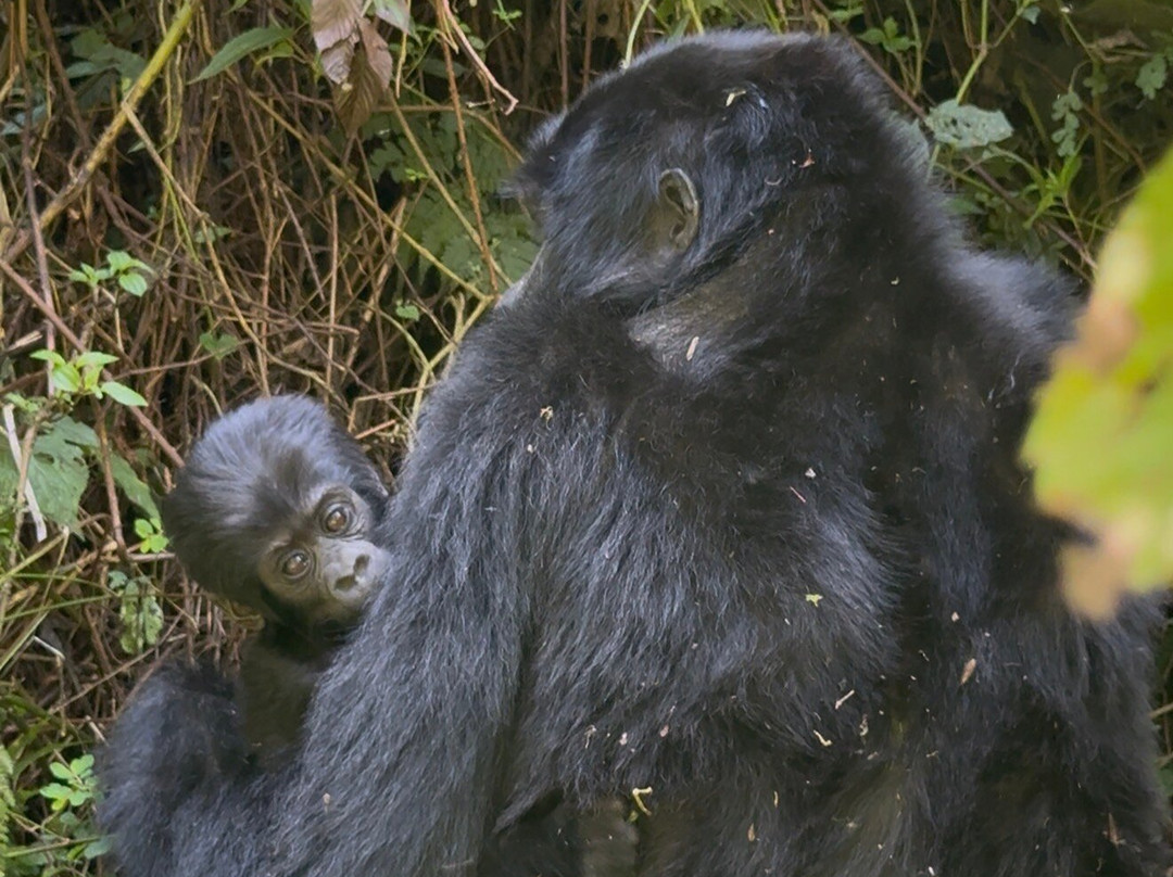 Gorilla Bookings-坎帕拉必去景点