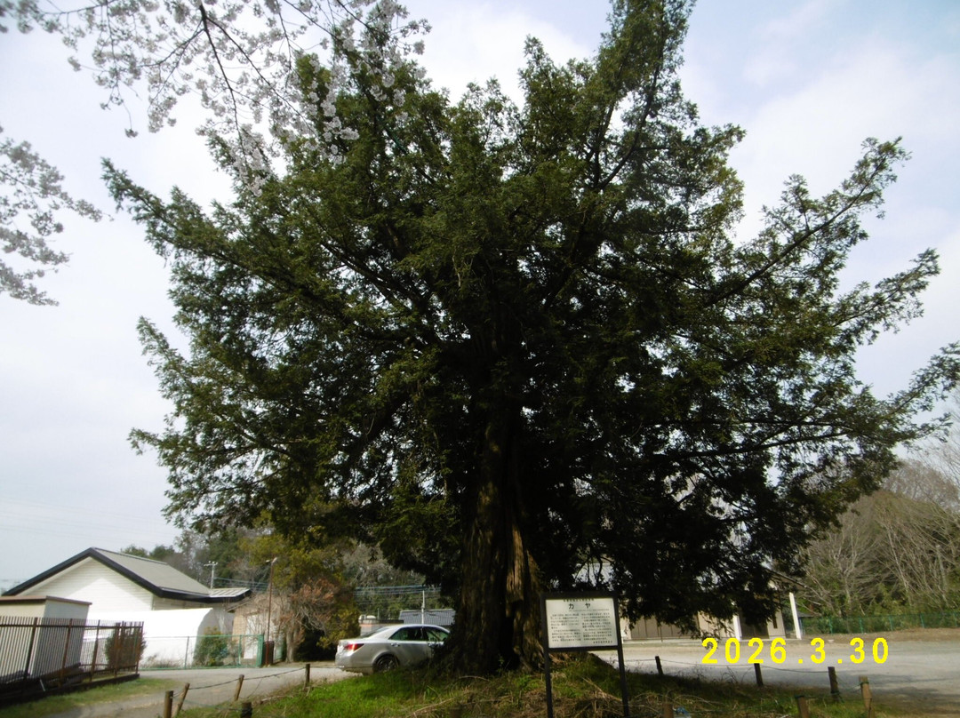 The weeping cherry tree at Tanomoshi Yakushido Temple-板仓町必去景点