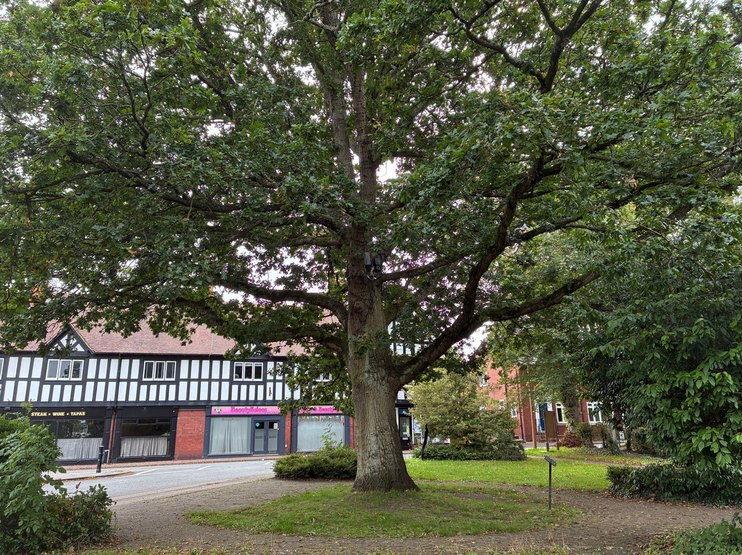 King George VI's Coronation Oak, Chirk