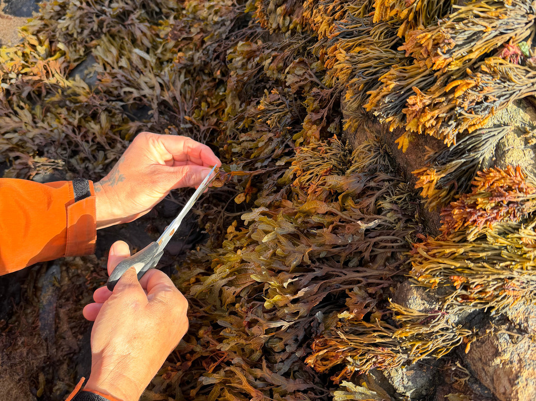 East Neuk Seaweed-St Monans必去景点