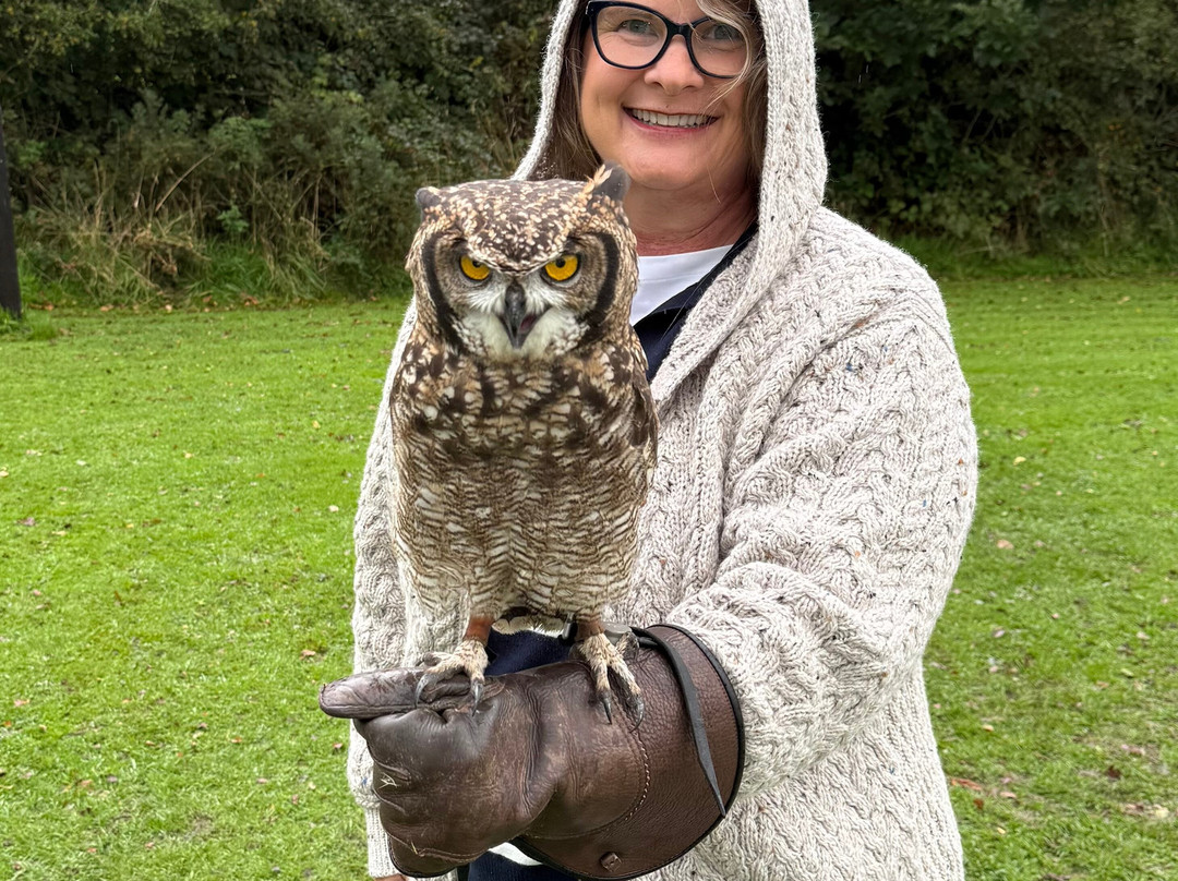 Falconry Kerry-基拉尼必去景点