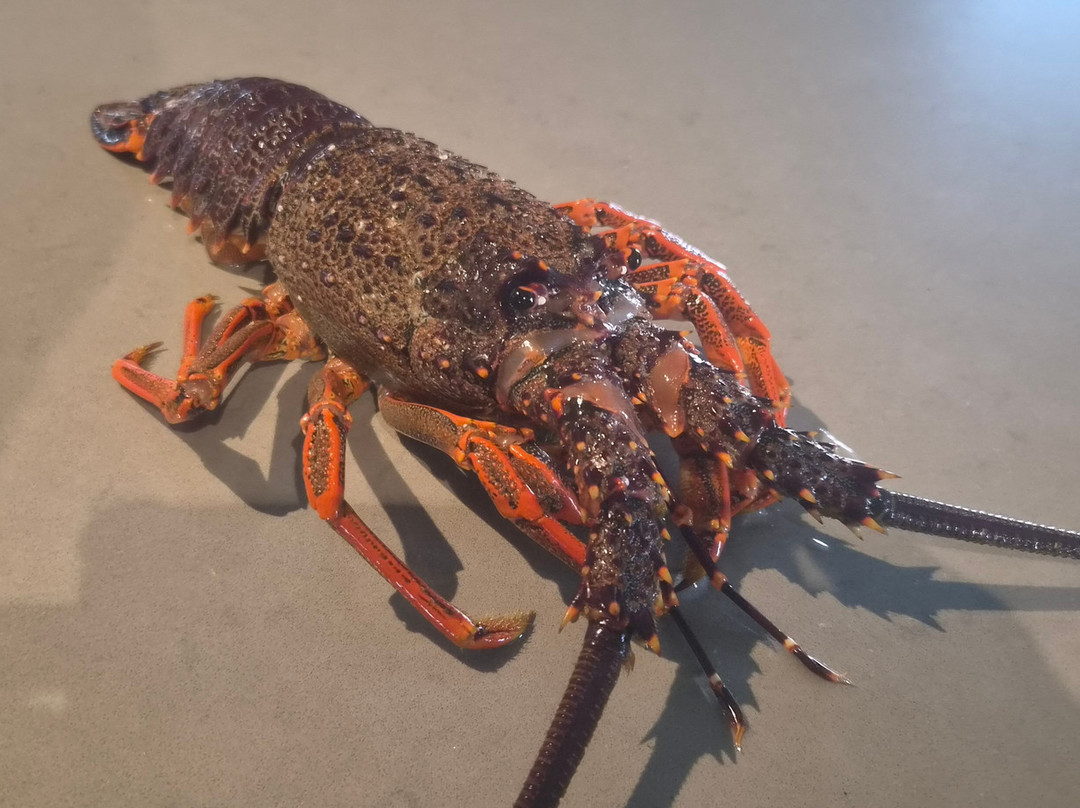The Rodfather Fishing Charters-Kaikoura必去景点