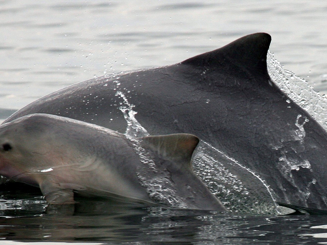 Instituto Boto Cinza-曼加拉蒂巴必去景点