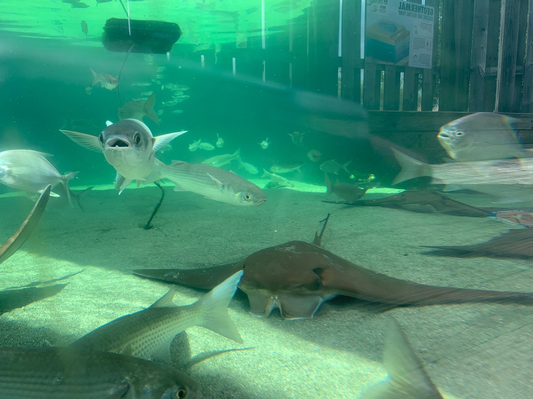 Alabama Aquarium at the Dauphin Island Sea Lab景点图片