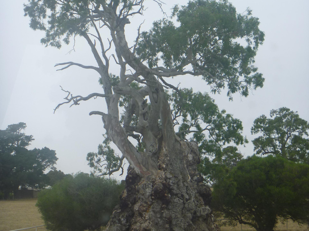 The Herbig Family Tree景点图片