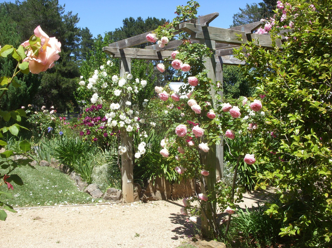 The Scented Rose Garden & Teahouse景点图片