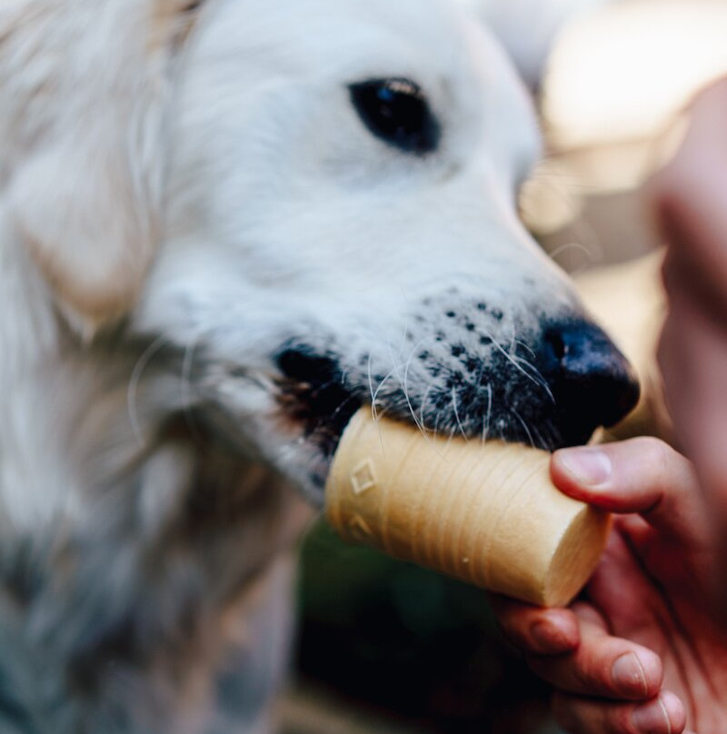 Lody Dudzik