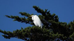 Fanshell Overlook-圆石滩必去景点