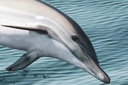 Sealife - Dolphin Watching-拉各斯必去景点