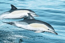 Sealife - Dolphin Watching-拉各斯必去景点