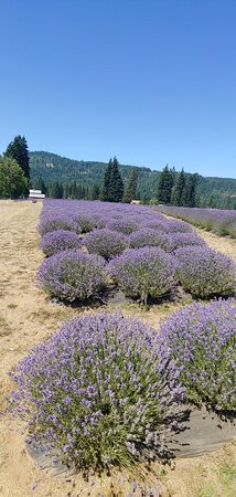 Lavender Valley-胡德里弗必去景点