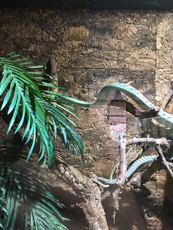 Reptilien Zoo Forchtenstein-Forchtenstein必去景点