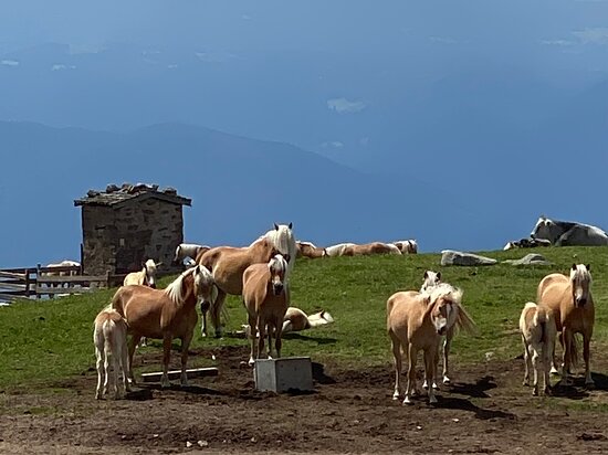 Berghotel Zum Zirm-官方