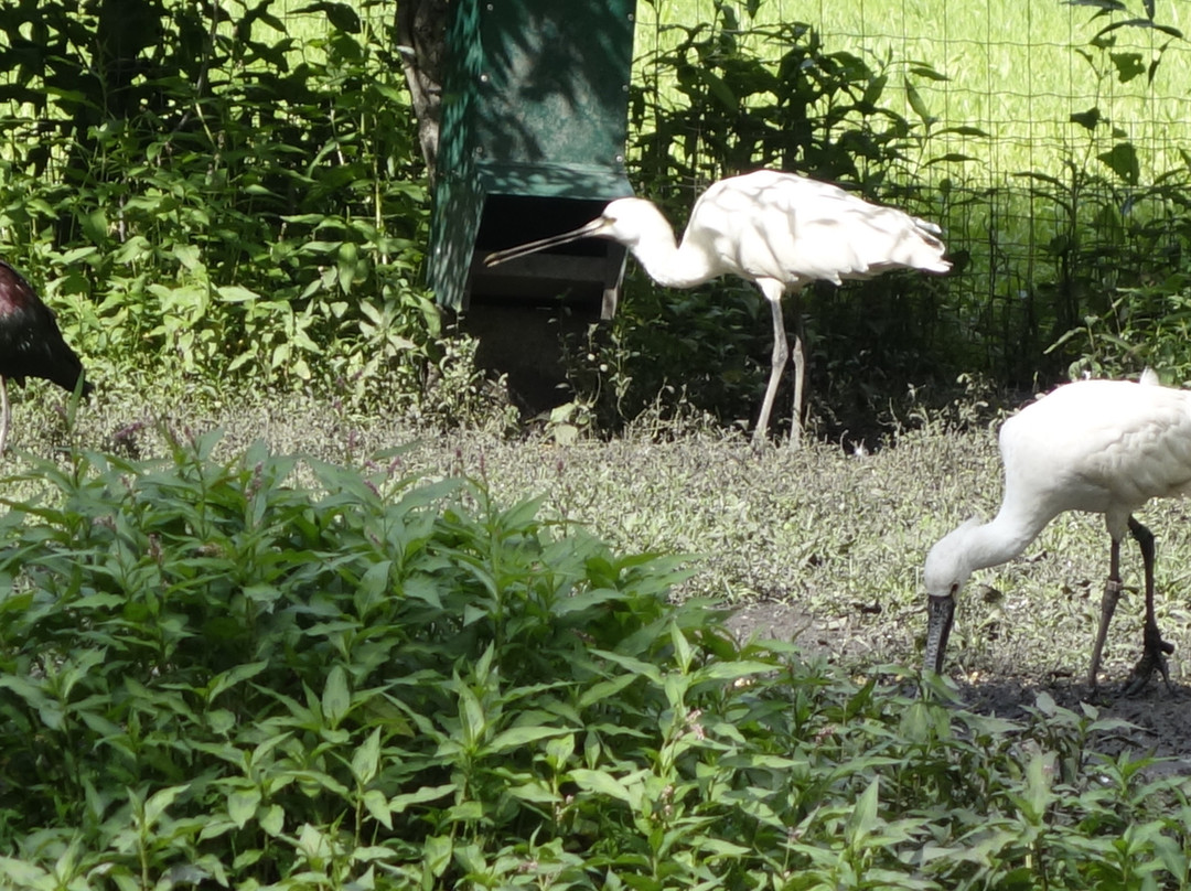 Les Oiseaux Du Marais景点图片