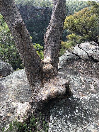 Mount Riverview Fire Trail景点图片