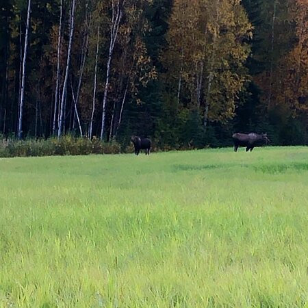 阿拉斯加风情木屋酒店主图